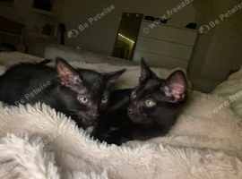 5 fluffy black kittens fpr sale - 2 left