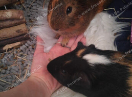 Beautiful bonded male guinea pig brothers looking for their forever home ️