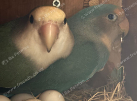 Bonded pair lovebirds