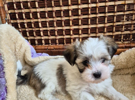 Only 1 puppy left Maltese & Lhasa-apso puppies