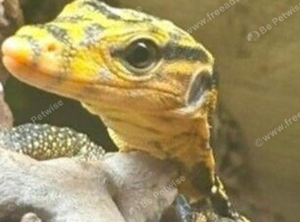 Yellow Headed Water Monitor at Birmingham Reptiles