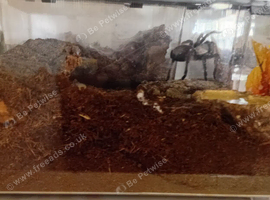 Tarantulas