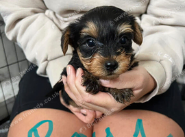 Yorkshire terrier puppies