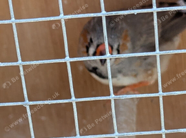 2 Zebra Finches