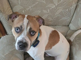 Bolt
