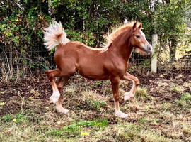 Exceptional Section C filly foal
