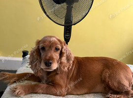 Cocker spaniel