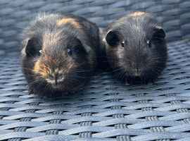 Two beautiful sisters