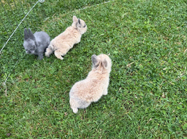 Baby Rabbits