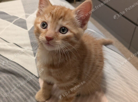 Last gorgeous ginger boy available 8 weeks