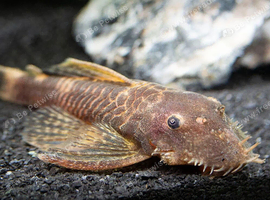 Calico Bristlenose Pleco Pair &ndash; Male & Female