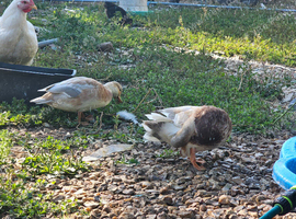 Call duck pair butterscotch