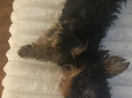 Yorkie pup