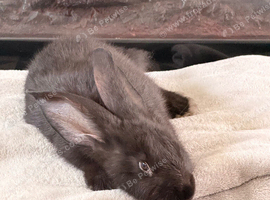 Beautiful female looking for a home