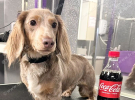 Isabella miniature dachshund  boy