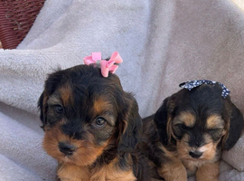 Cocker poo