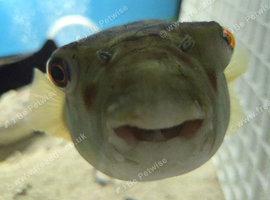 One cross river pufferfish
