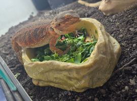 Bearded dragon and full set-up