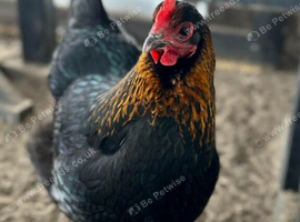 Black copper maran