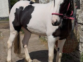 14.1 mare