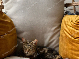 Brown Tabby - Roxie