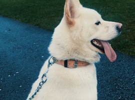 White Japanese akita