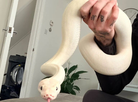 Ivory Enchi Ball Python