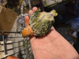 Tame baby lovebird
