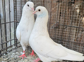 White tumbler pigeons for sale