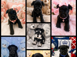 Miniature schnauzer puppies