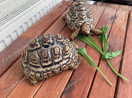 Male Leopard tortoises  8 years old.