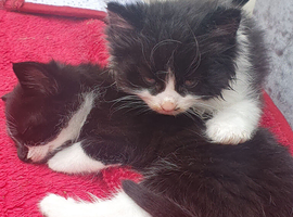 Bombay mixed kittens
