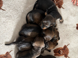 Teckel puppies