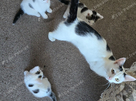 Adorable 9-Week-Old Kittens Looking for Loving Homes