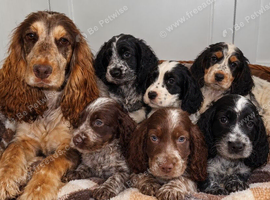 Cocker Spaniel Puppies