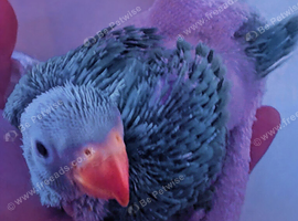 Indian ringnecks