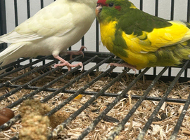 Stunning Various Baby Kakarikis