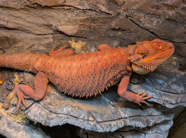Red Male Bearded Dragon for sale