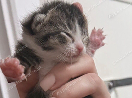 3 beautiful kittens READY NOW
