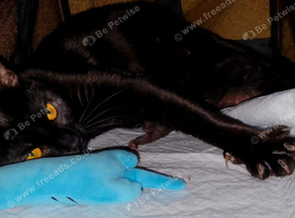 Four Gorgeous Black Kittens - Born 2nd September