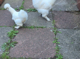 Pair of Young White Silkie Chickens - Healthy & Just Started Laying!
