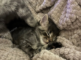 Male Maine coon cross kitten