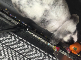 8 month old rabbit indoor