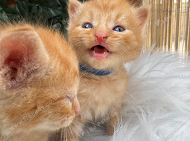 BEAUTIFUL KITTENS TO RESERVE