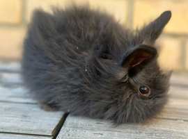 Stunning lion head and mini lion lop mixed breed