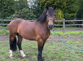 Welsh section D stallion