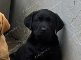 Labrador puppies