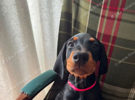 7 beautiful, healthy Dobermann puppies for sale