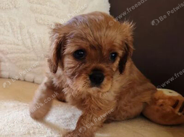 LOVELY CAVALIER KING CHARLES SPANIEL TREASURES