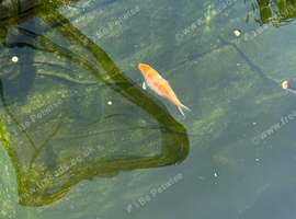 2 Koi